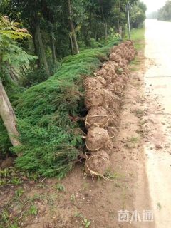 高度140厘米河南桧