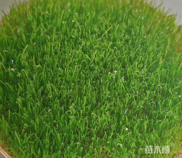 混播黑麦草