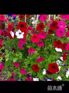 高度15厘米矮牵牛