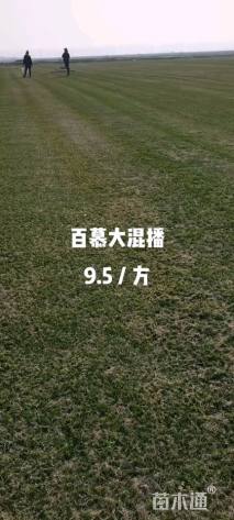 草毯