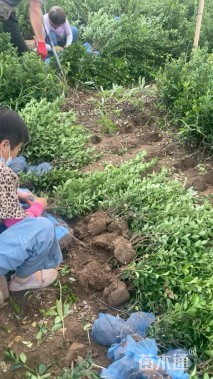 高度40厘米大叶黄杨