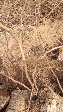 主蔓长100厘米葡萄