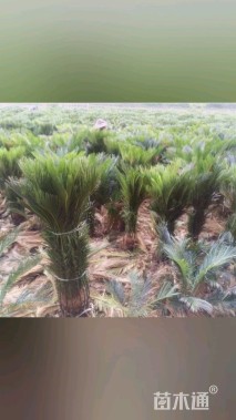 裸干高50厘米铁树