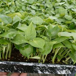 5厘米龟背竹