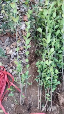 高度150厘米北海道黄杨