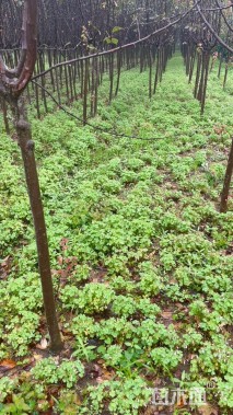 高度10厘米红花酢浆草