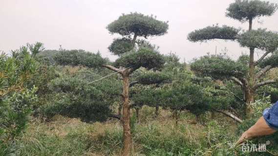 原生苗造型罗汉松