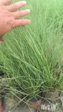 高度30厘米粉黛乱子草