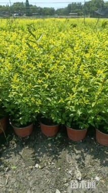 高度30厘米金禾女贞