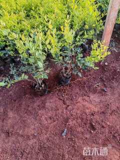 高度25厘米金叶女贞