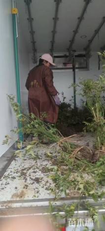 高度100厘米蔷薇