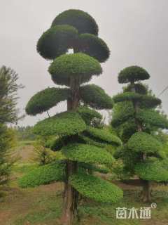 35公分对节白蜡