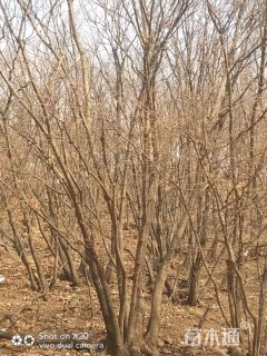 高度800厘米丛生五角枫