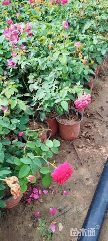 高度30厘米紫月季花