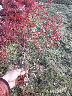 高度30厘米南天竹