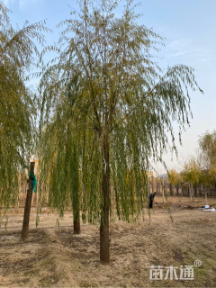 18公分青皮垂柳