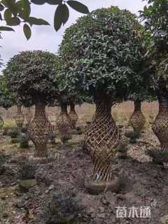 40公分桂花