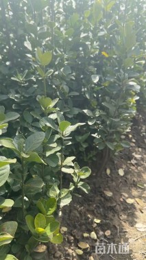 高度50厘米北海道黄杨