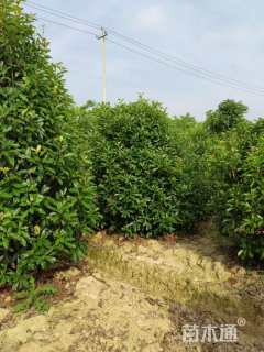 高度250厘米中华石楠