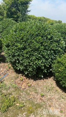 冠幅150厘米海桐球