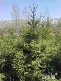高度400厘米云杉