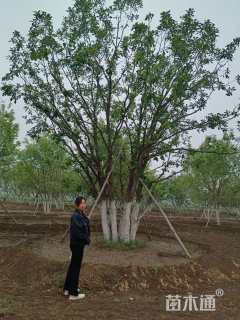 高度8厘米丛生蒙古栎