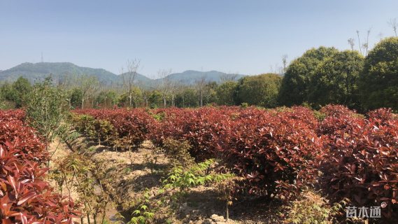 8公分红叶石楠