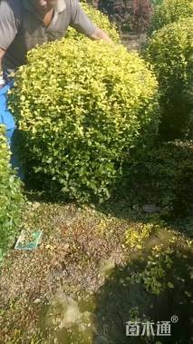 冠幅60厘米金叶女贞球