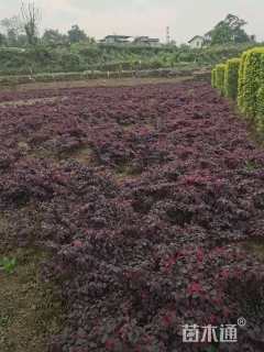 高度40厘米红花继木