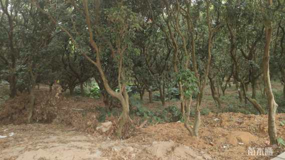 20公分荔枝树