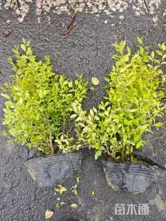 大杯苗亮晶女贞小苗