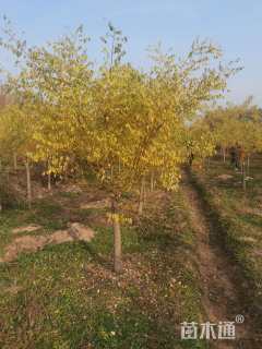 8公分黄金槐