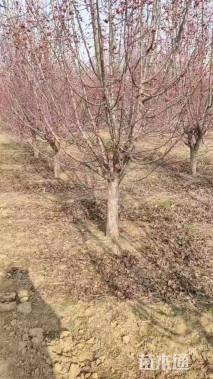 10公分甜茶海棠