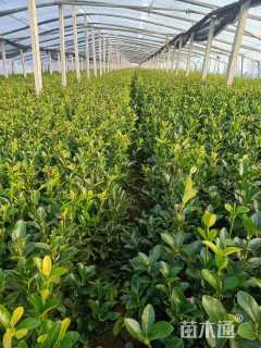 高度40厘米大叶黄杨