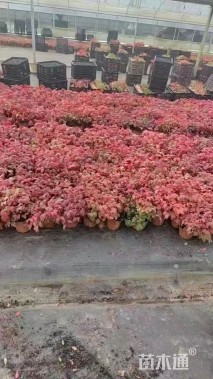 高度30厘米火焰南天竹