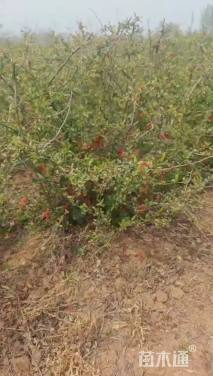 冠幅150厘米贴梗海棠球