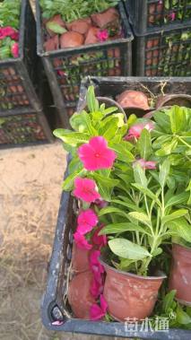 高度16厘米长春花