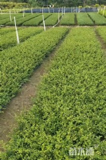 高度25厘米福建茶