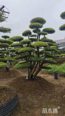 20公分造型榆树