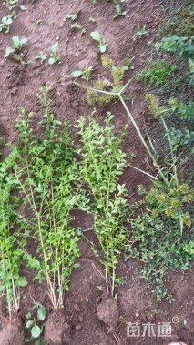 高度50厘米小叶女贞