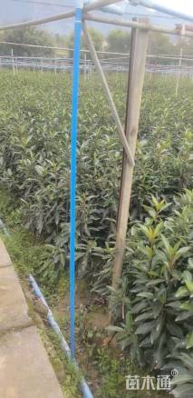 高度100厘米法国冬青