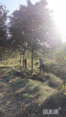 15公分大叶女贞