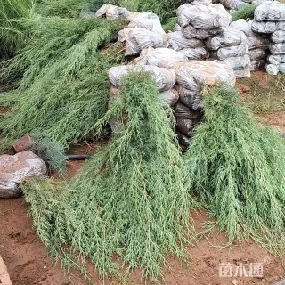 高度130厘米侧柏