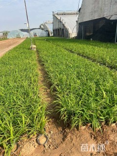 高度35厘米大花萱草