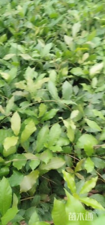 12厘米藤本月季