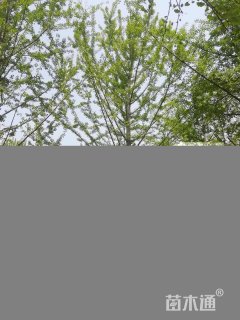 25公分银杏