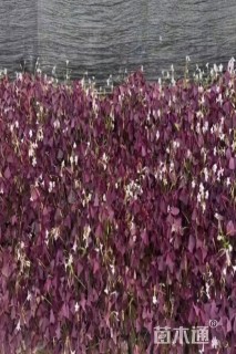 高度10厘米紫叶酢浆草