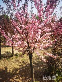 高度280厘米红叶榆叶梅