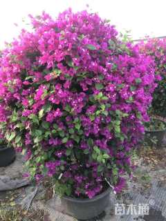 冠幅110厘米紫花勒杜鹃球