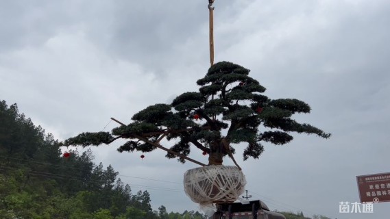 容器苗造型罗汉松